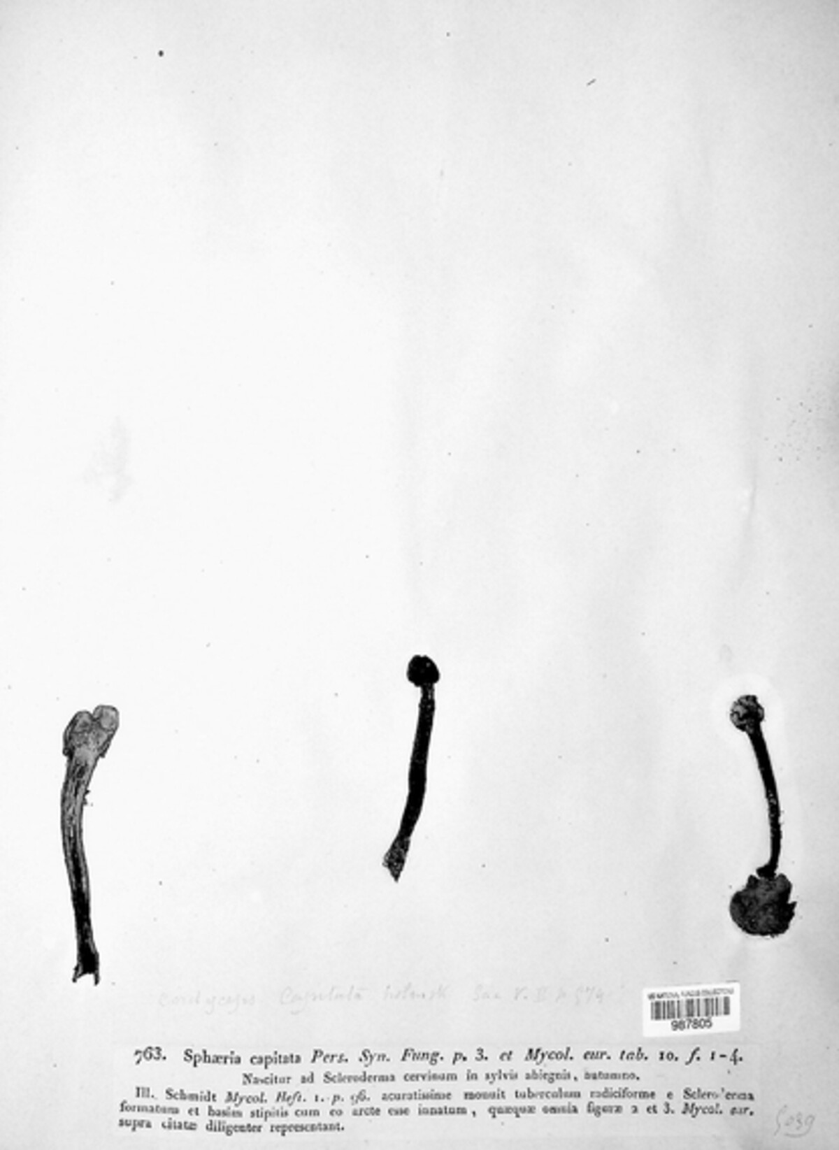 Tolypocladium capitatum image